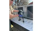 Adopt Blue a Black Hound (Unknown Type) / Mixed dog in Bartlesville