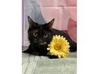 Adopt Twilight a All Black Domestic Mediumhair / Domestic Shorthair / Mixed cat