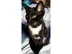 Adopt Yin a Black (Mostly) Domestic Shorthair / Mixed (short coat) cat in