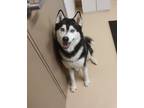 Adopt Ice 26550 a Siberian Husky / Mixed dog in Pocatello, ID (41310310)