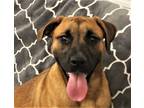 Adopt Charlie 39926 a Labrador Retriever / German Shepherd Dog / Mixed dog in