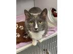 Adopt Mittens a Domestic Shorthair / Mixed (short coat) cat in Carthage