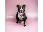 Adopt Journey a American Pit Bull Terrier / Mixed Breed (Medium) / Mixed dog in