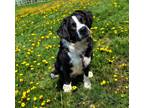 Adopt Happy a Bernese Mountain Dog / Mixed Breed (Medium) / Mixed dog in