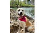 Adopt Betsy a Labrador Retriever / Mixed Breed (Medium) / Mixed dog in Carthage