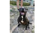 Adopt Porkchop a Black - with White American Staffordshire Terrier / Mixed dog