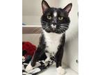 Adopt Puck a All Black Domestic Shorthair / Domestic Shorthair / Mixed cat in