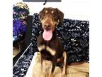 Adopt Spruce 41005 a Hound (Unknown Type) / Rottweiler / Mixed dog in Pocatello