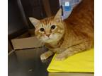 Adopt Puddington 41071 a Domestic Mediumhair / Mixed cat in Pocatello