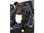 Adopt Dwane 41098 Aka Odie a Labrador Retriever / Pit Bull Terrier / Mixed dog