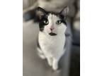 Adopt Jake a Black & White or Tuxedo Ragdoll / Mixed (short coat) cat in Dayton