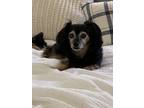Adopt Princess a Black - with Tan, Yellow or Fawn Papillon / Terrier (Unknown