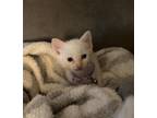 Adopt Martini a Cream or Ivory Siamese / Mixed (short coat) cat in Baton Rouge