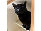 Adopt Bob a All Black Domestic Shorthair / Domestic Shorthair / Mixed cat in Key