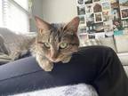 Adopt Nala a Tiger Striped Domestic Longhair / Mixed (long coat) cat in Red