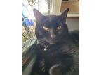 Adopt Goopy a All Black Domestic Mediumhair / Mixed (short coat) cat in Lake