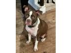 Adopt Peanut a Brown/Chocolate - with White American Pit Bull Terrier / Mixed