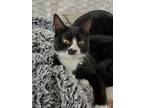 Adopt Freckles a All Black Domestic Mediumhair / Mixed (short coat) cat in Lake