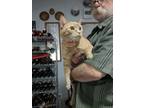 Adopt Marmie a Orange or Red Tabby Domestic Shorthair (short coat) cat in Fork