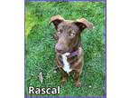 Adopt Rascal a Brown/Chocolate - with White Dachshund / Husky / Mixed dog in
