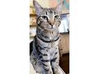 Adopt Milo a Tiger Striped Domestic Longhair / Mixed (long coat) cat in Red