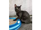 Adopt Goofy a All Black Domestic Mediumhair / Mixed (short coat) cat in Lake