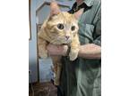 Adopt Copper a Orange or Red Tabby Domestic Shorthair (short coat) cat in Fork
