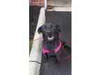 Adopt Zoey a Black Labrador Retriever / Mixed dog in Conway, SC (41310196)