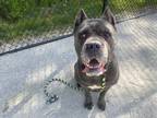 Adopt KAYONA a Gray/Blue/Silver/Salt & Pepper Cane Corso / Mixed dog in