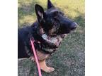 Adopt Conquer a Black German Shepherd Dog / Mixed dog in Manitowoc