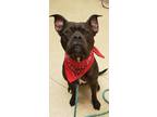 Adopt Willie a Black Mixed Breed (Large) / Mixed dog in Hamilton, OH (41117647)