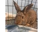 Adopt Muffin a Fawn American / American / Mixed (short coat) rabbit in
