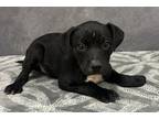 Adopt Peter Pan a Black American Pit Bull Terrier / Mixed Breed (Medium) / Mixed