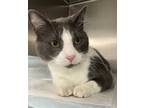 Adopt Gordie a Gray or Blue Domestic Shorthair / Domestic Shorthair / Mixed cat