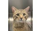 Adopt Buddy a Brown or Chocolate Domestic Shorthair / Domestic Shorthair / Mixed
