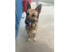 Adopt Heart a Tan/Yellow/Fawn German Shepherd Dog / Mixed dog in Aberdeen