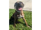 Adopt Cameaux a Brown/Chocolate Black Mouth Cur / Boxer / Mixed (short coat) dog