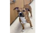 Adopt Stella a Brown/Chocolate Mixed Breed (Small) / Mixed Breed (Medium) /