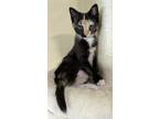 Adopt Gianna a Calico or Dilute Calico Domestic Shorthair (short coat) cat in