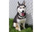 Adopt 84414 Blueberry a White Husky / Mixed dog in Spanish Fork, UT (41085340)