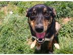 Adopt 84361 Yukon a Brown/Chocolate Mixed Breed (Medium) / Mixed dog in Spanish