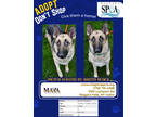 Adopt Maya a Black German Shepherd Dog / Mixed dog in Niagara Falls