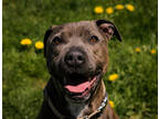 Adopt Dozer a Gray/Blue/Silver/Salt & Pepper Mixed Breed (Medium) / Mixed dog in