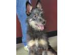 Adopt Daphnia a Black - with Tan, Yellow or Fawn Miniature Pinscher / Poodle