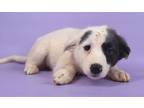 Adopt Dawn a White Fox Terrier (Smooth) / Border Collie / Mixed dog in Morton