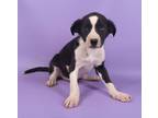 Adopt Delta a Black Fox Terrier (Smooth) / Border Collie / Mixed dog in Morton