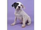 Adopt Denali a White Fox Terrier (Smooth) / Border Collie / Mixed dog in Morton
