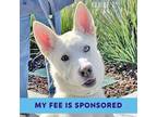 Adopt Rice a Siberian Husky / Mixed dog in Walnut Creek, CA (41309569)