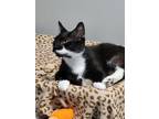 Adopt Luke a All Black Domestic Shorthair / Domestic Shorthair / Mixed cat in
