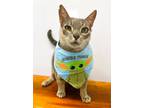 Adopt YODA a Gray or Blue Domestic Shorthair / Domestic Shorthair / Mixed cat in